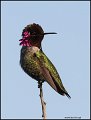 _0SB0804 annas hummingbird